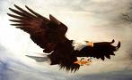 eagles1.jpg